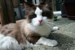 Berlioz